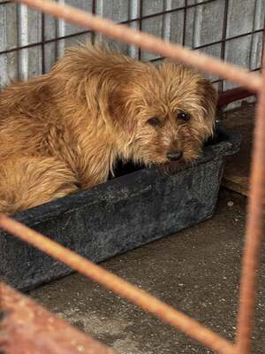 Ron Weasley blickt traurig in eine ungewisse Zukunft, Mischling - Rüde
