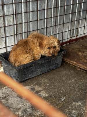 Ron Weasley blickt traurig in eine ungewisse Zukunft, Mischling - Rüde