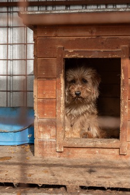 Ron Weasley blickt traurig in eine ungewisse Zukunft, Mischling - Rüde