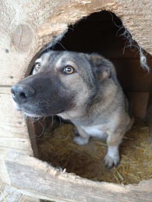 Rona und ihre Schwestern auf der Suche nach Liebe und Geborgenheit, Mischling - Hündin