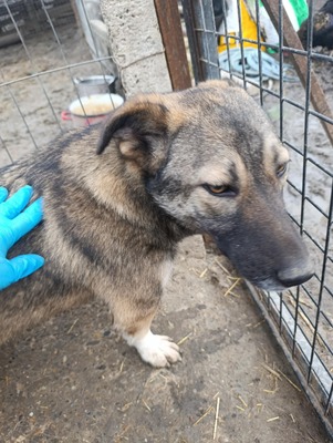 Rona und ihre Schwestern auf der Suche nach Liebe und Geborgenheit, Mischling - Hündin