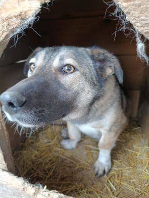 Rona und ihre Schwestern auf der Suche nach Liebe und Geborgenheit, Mischling - Hündin