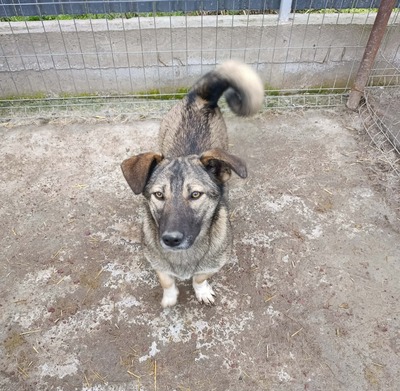 Rona und ihre Schwestern auf der Suche nach Liebe und Geborgenheit, Mischling - Hündin