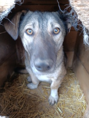 Rona und ihre Schwestern auf der Suche nach Liebe und Geborgenheit, Mischling - Hündin