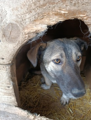 Rona und ihre Schwestern auf der Suche nach Liebe und Geborgenheit, Mischling - Hündin