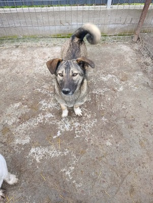 Rona und ihre Schwestern auf der Suche nach Liebe und Geborgenheit, Mischling - Hündin