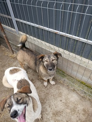 Rona und ihre Schwestern auf der Suche nach Liebe und Geborgenheit, Mischling - Hündin