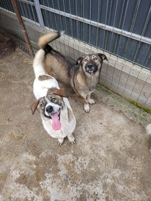 Rona und ihre Schwestern auf der Suche nach Liebe und Geborgenheit, Mischling - Hündin