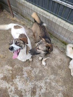 Rona und ihre Schwestern auf der Suche nach Liebe und Geborgenheit, Mischling - Hündin