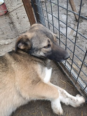 Rona und ihre Schwestern auf der Suche nach Liebe und Geborgenheit, Mischling - Hündin