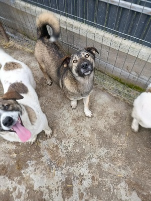 Rona und ihre Schwestern auf der Suche nach Liebe und Geborgenheit, Mischling - Hündin