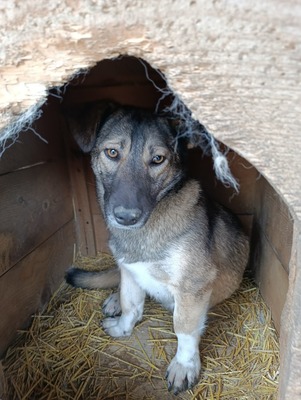 Rona und ihre Schwestern auf der Suche nach Liebe und Geborgenheit, Mischling - Hündin