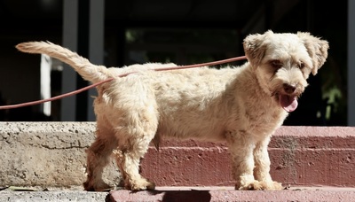 Ronaldo, Terrier - Mix - Rüde