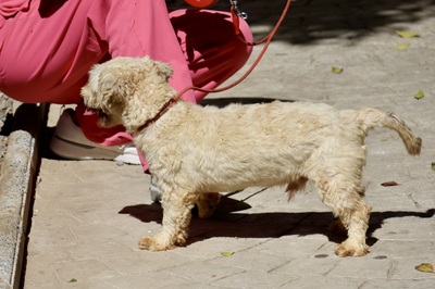 Ronaldo, Terrier - Mix - Rüde