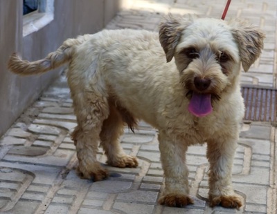 Ronaldo, Terrier - Mix - Rüde