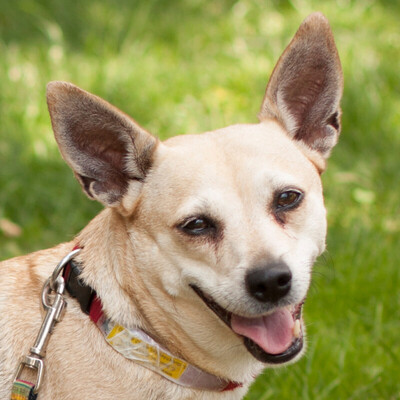 Ronina, Chihuahua-Mix - Hündin