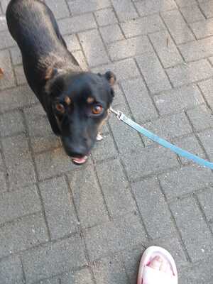 Ronja, Mischling - Hündin