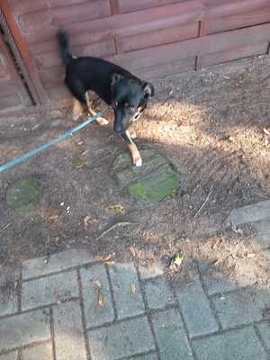 Ronja, Mischling - Hündin