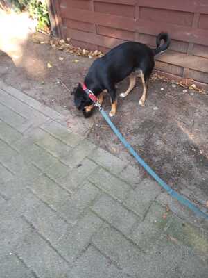 Ronja, Mischling - Hündin