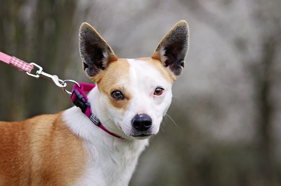 Ronja, Pinscher/Jack Russel Mix Welpen - Hündin