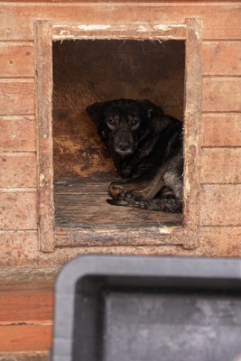 Ronja möchte endlich gesehen werden, Mischling - Hündin