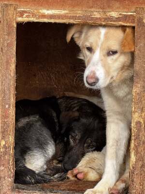 Ronja möchte endlich gesehen werden, Mischling - Hündin