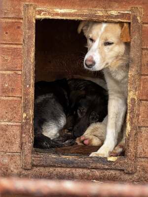 Ronja möchte endlich gesehen werden, Mischling - Hündin