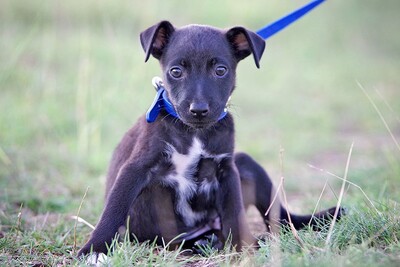 Ronny, Mischling Welpen - Rüde