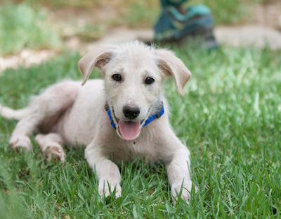 Ronny - Neugieriger Hundebub, ca. 3 Monate, Mischling Welpen - Rüde