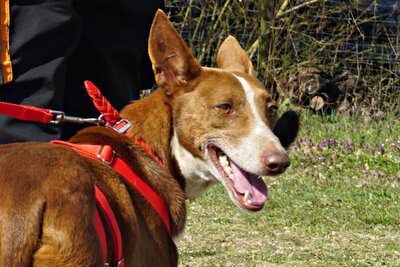Roqui, Podenco Andaluz - Rüde