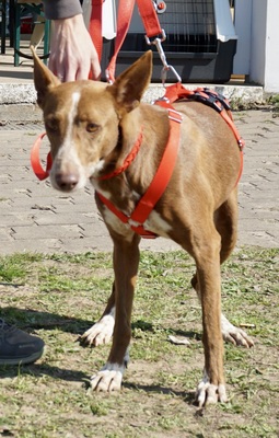 Roqui, Podenco Andaluz - Rüde