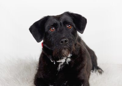 Rosa, Mischling - Hündin