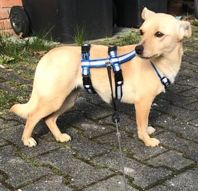 Rosa, Mischling - Hündin