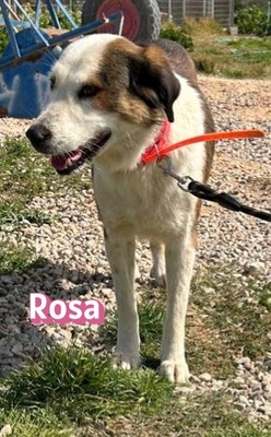 Rosa, Mischling - Hündin