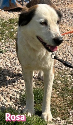 Rosa, Mischling - Hündin