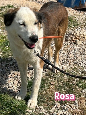 Rosa, Mischling - Hündin