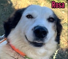 Rosa