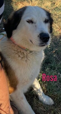 Rosa, Mischling - Hündin