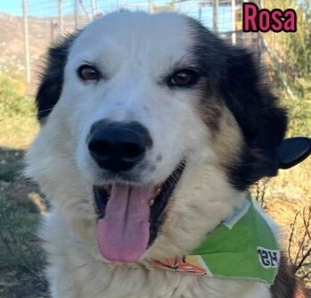 Rosa, Mischling - Hündin