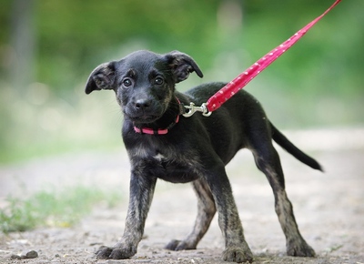 Rosa, Mischling Welpen - Hündin