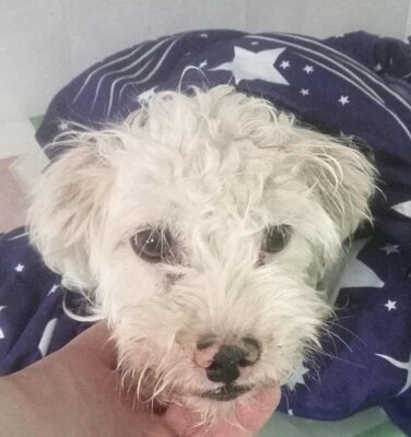 Rosa, Mix - Hündin