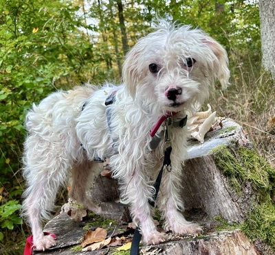 Rosa, Mix - Hündin