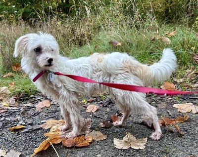 Rosa, Mix - Hündin
