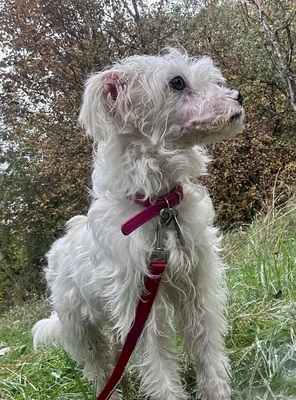 Rosa, Mix - Hündin