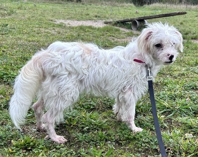 Rosa, Mix - Hündin