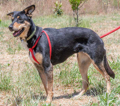Rosa - ein toller Familienhund, Mischling - Hündin