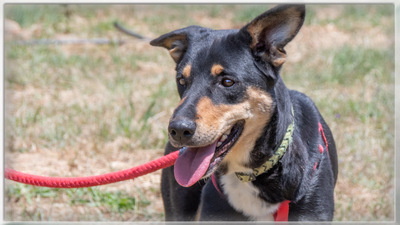 Rosa - ein toller Familienhund, Mischling - Hündin