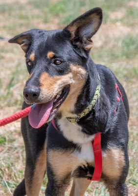 Rosa - ein toller Familienhund, Mischling - Hündin