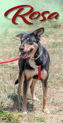 Rosa - ein toller Familienhund, Mischling - Hündin