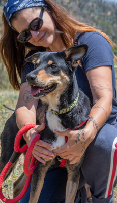 Rosa - ein toller Familienhund, Mischling - Hündin